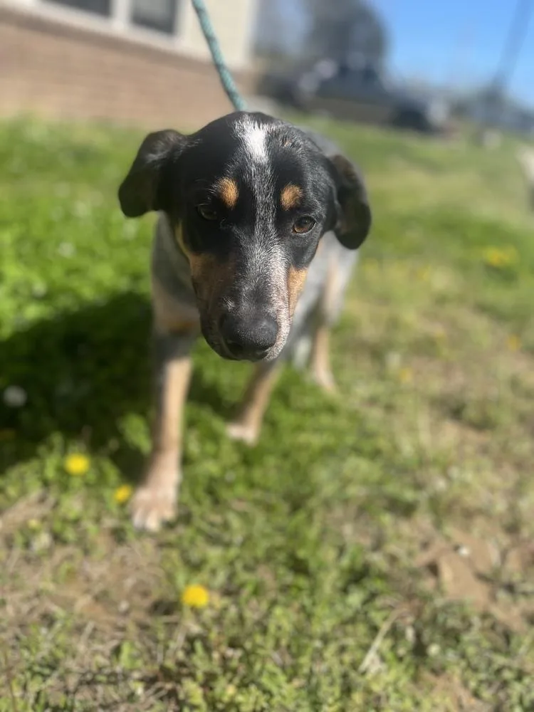 A young medium-sized female Black and Tan Coonhound dog named Birdy for adoption in Dickson, TN