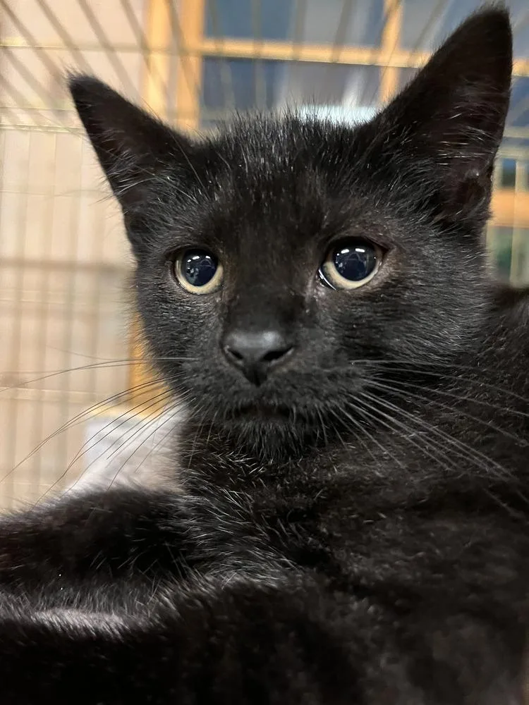 A baby small-sized female Black & White / Tuxedo Domestic Short Hair cat named Drizzle for adoption in Southbury, CT