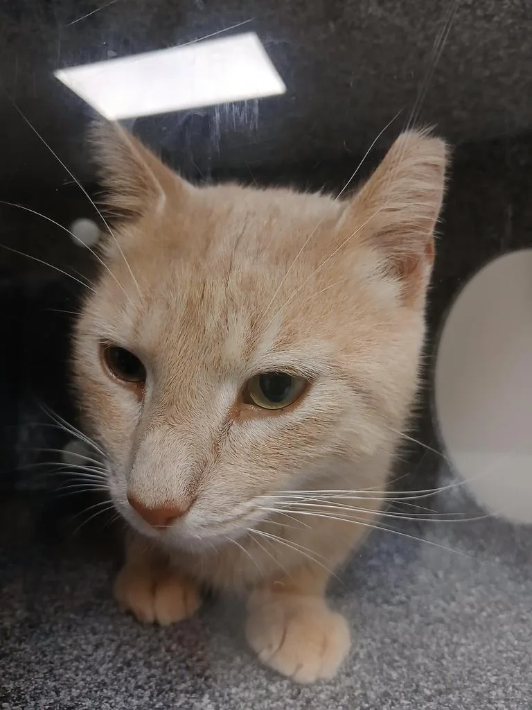 A young small-sized male Domestic Short Hair cat named Morrison for adoption in Greenfield, IN