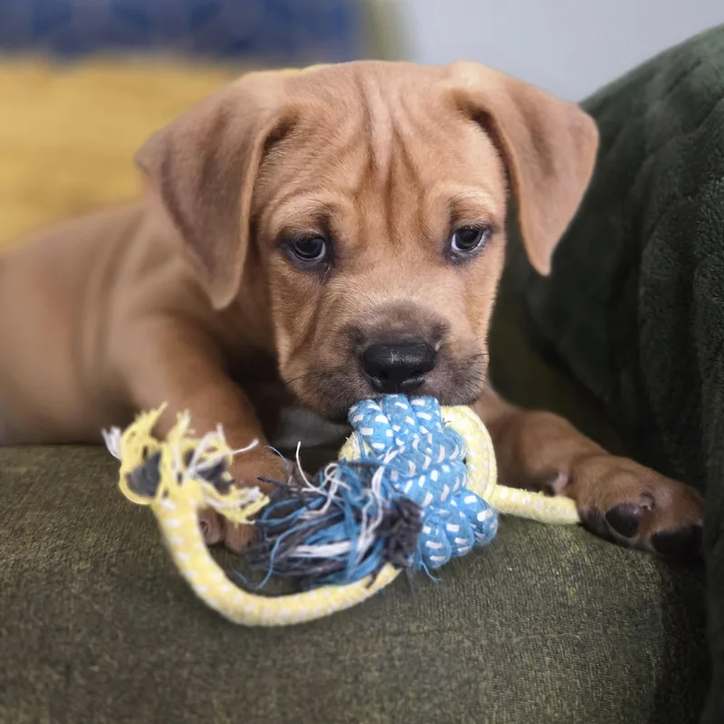 A baby medium-sized male Yellow / Tan / Blond / Fawn Pit Bull Terrier dog named Cypress Forestry for adoption in Friendswood, TX