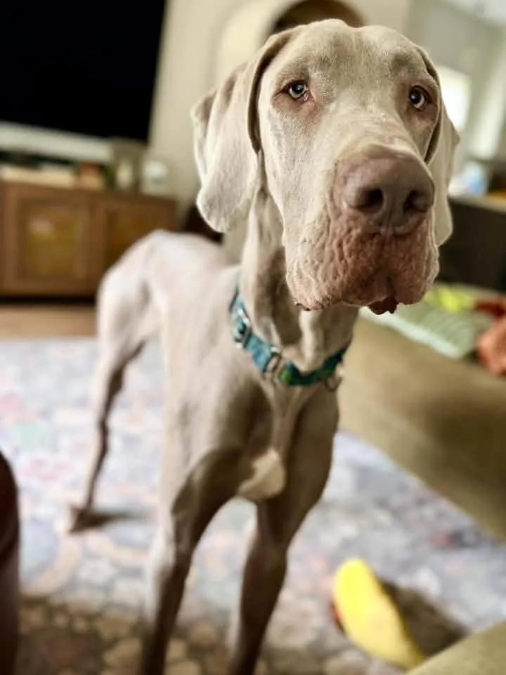 An adult extra large-sized male Great Dane dog named Mr. Aries for adoption in Racine, WI