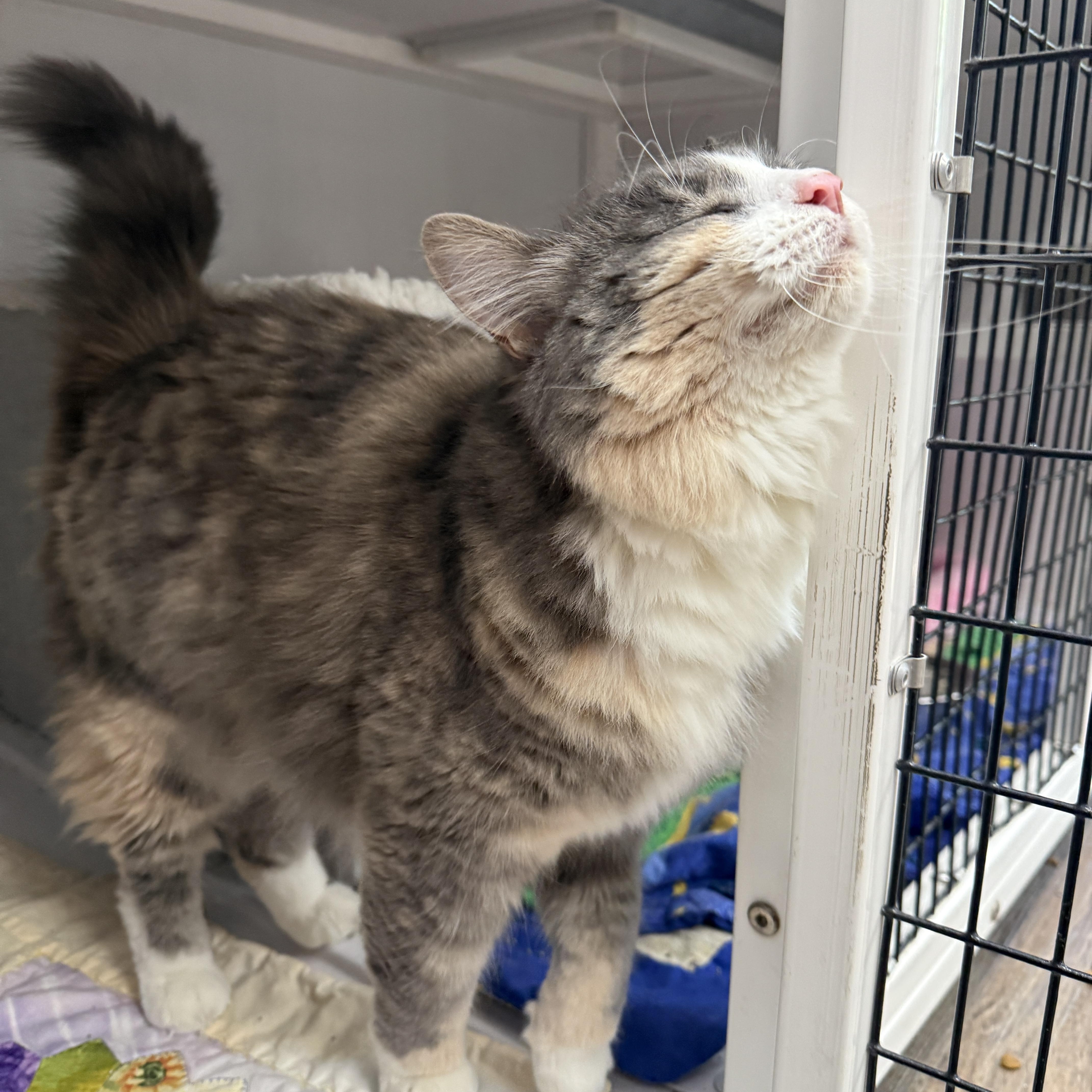 An adult medium-sized female Gray & White Domestic Medium Hair cat named Ivy & Tiny for adoption in Oconto, WI