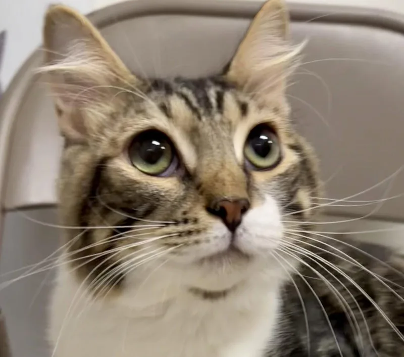 A baby medium-sized male Tabby cat named Benji for adoption in Phoenix, AZ