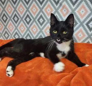 Mittens