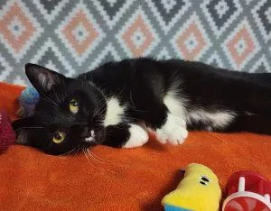 Mittens thumbnail 2
