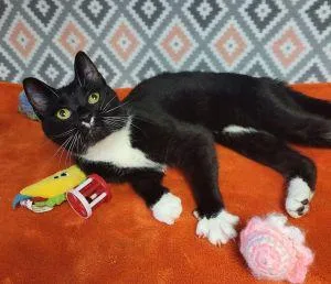 Mittens thumbnail 3