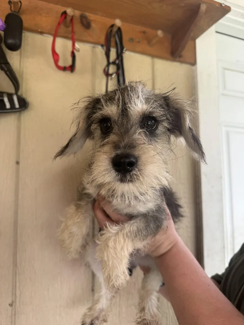 A baby small-sized male Yellow / Tan / Blond / Fawn Schnauzer dog named Paul for adoption in Hamden, CT
