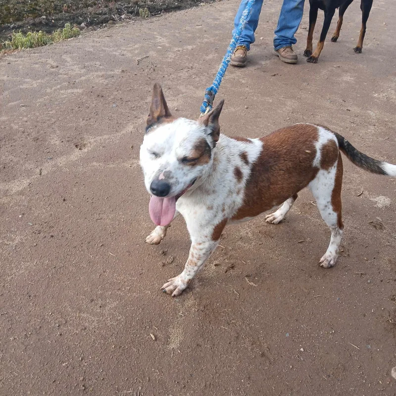 A senior medium-sized male Golden Australian Cattle Dog / Blue Heeler dog named Hal for adoption in Coarsegold, CA