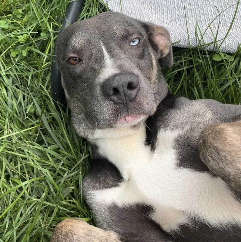 An adult medium-sized male Husky dog named PaulieD for adoption in Warwick, NY