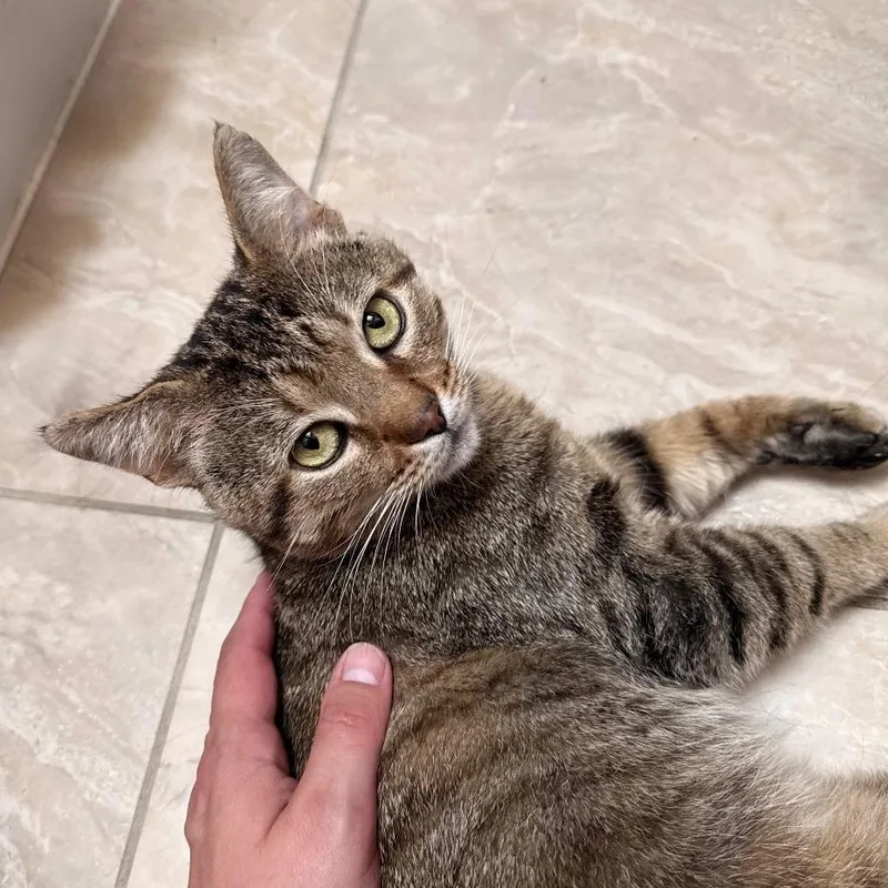 An adult medium-sized male Brown / Chocolate Domestic Short Hair cat named BB King for adoption in Gibsonia, PA