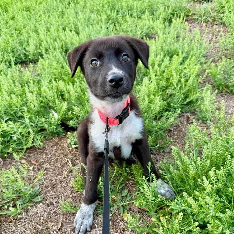 A baby medium-sized female Black Border Collie dog named Nesta for adoption in The Woodlands, TX
