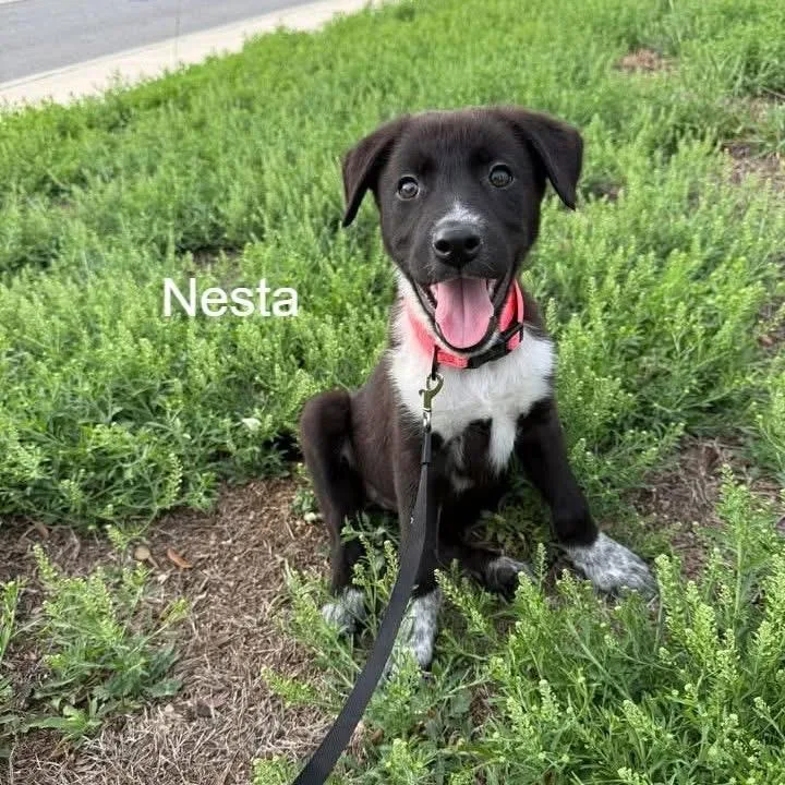 Nesta thumbnail 3