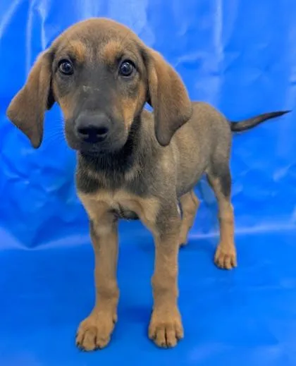 A baby large-sized female Doberman Pinscher dog named Naomi for adoption in Morton Grove, IL