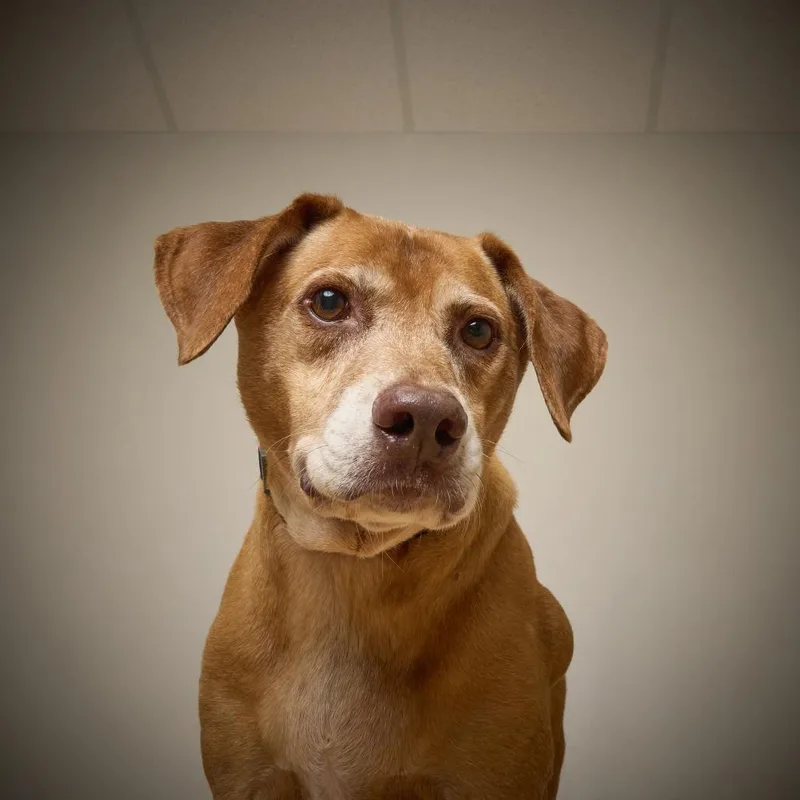 A senior large-sized male Red / Chestnut / Orange Labrador Retriever dog named Pooshka D for adoption in Minnetonka, MN