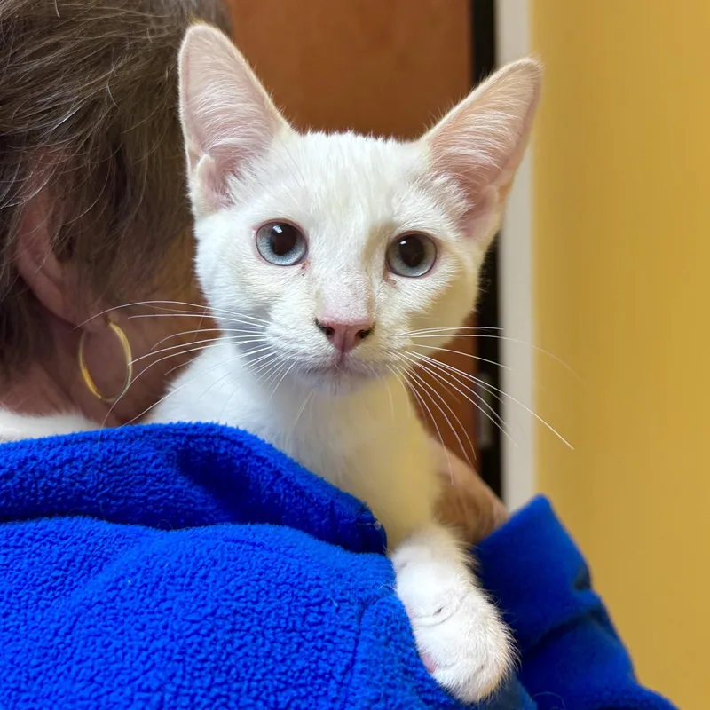 A baby medium-sized female White Domestic Short Hair cat named Jeanette for adoption in Sonora, CA