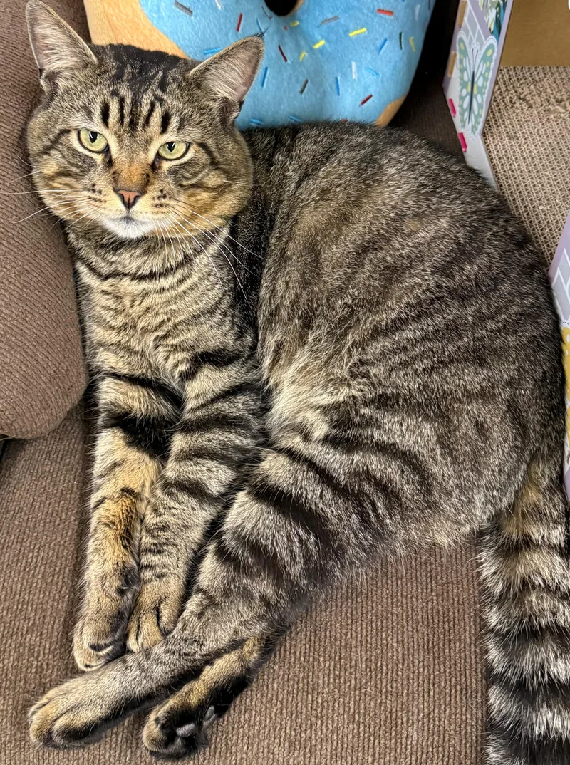 An adult large-sized male Tabby (Brown / Chocolate) Domestic Short Hair cat named Thomas for adoption in Edison, NJ