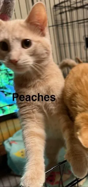 A baby medium-sized male Domestic Short Hair cat named Peaches for adoption in Zimmerman, MN