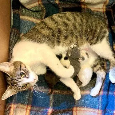 Buttercup thumbnail 2