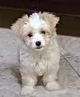 A baby small-sized male Maltese dog named Lilo for adoption in Placentia, CA
