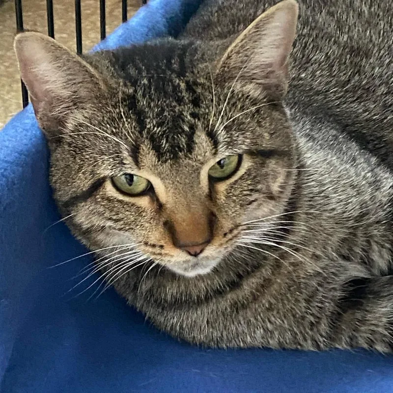 An adult medium-sized male Black Domestic Short Hair cat named Grinch for adoption in Deerfield, IL