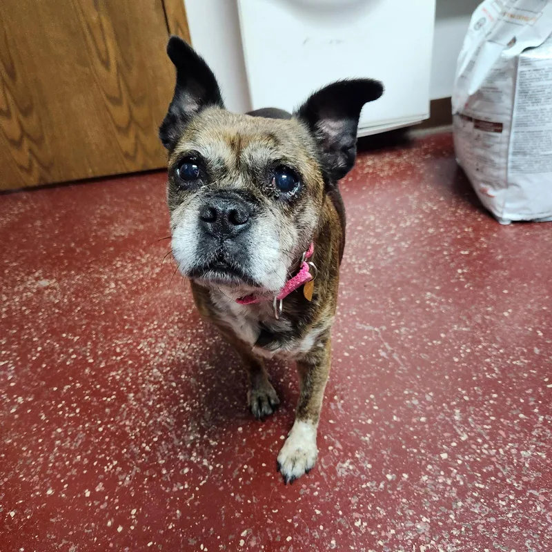 A senior small-sized female Pug dog named Eulalia for adoption in Fargo, ND