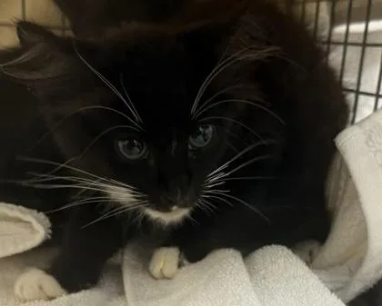 A baby small-sized male Domestic Long Hair cat named Manny for adoption in Honolulu, HI