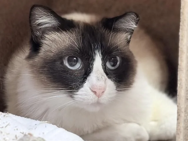 A young medium-sized female Snowshoe cat named Edi for adoption in Ames, IA