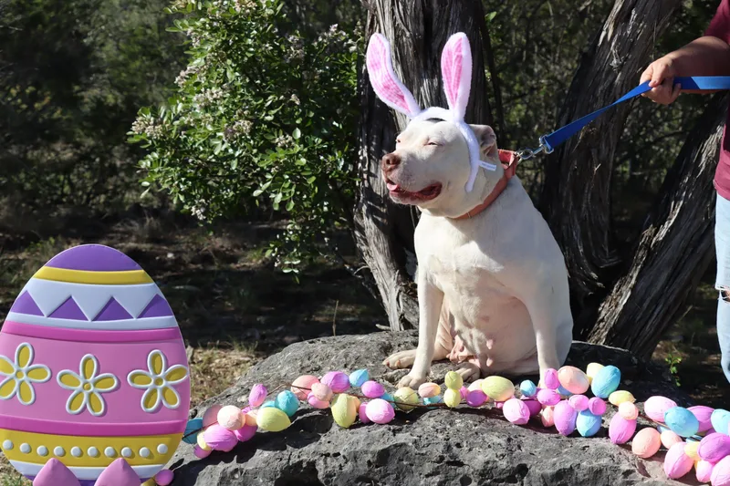 A young medium-sized female White / Cream American Staffordshire Terrier dog named Doja for adoption in Mico, TX