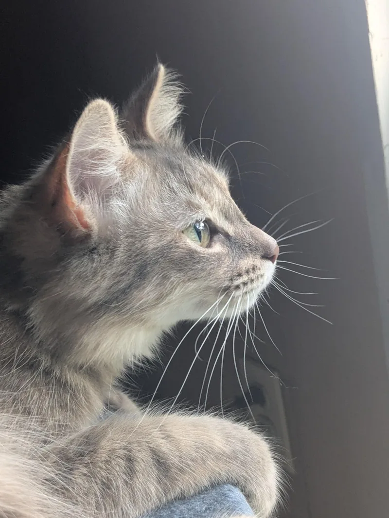 Penny