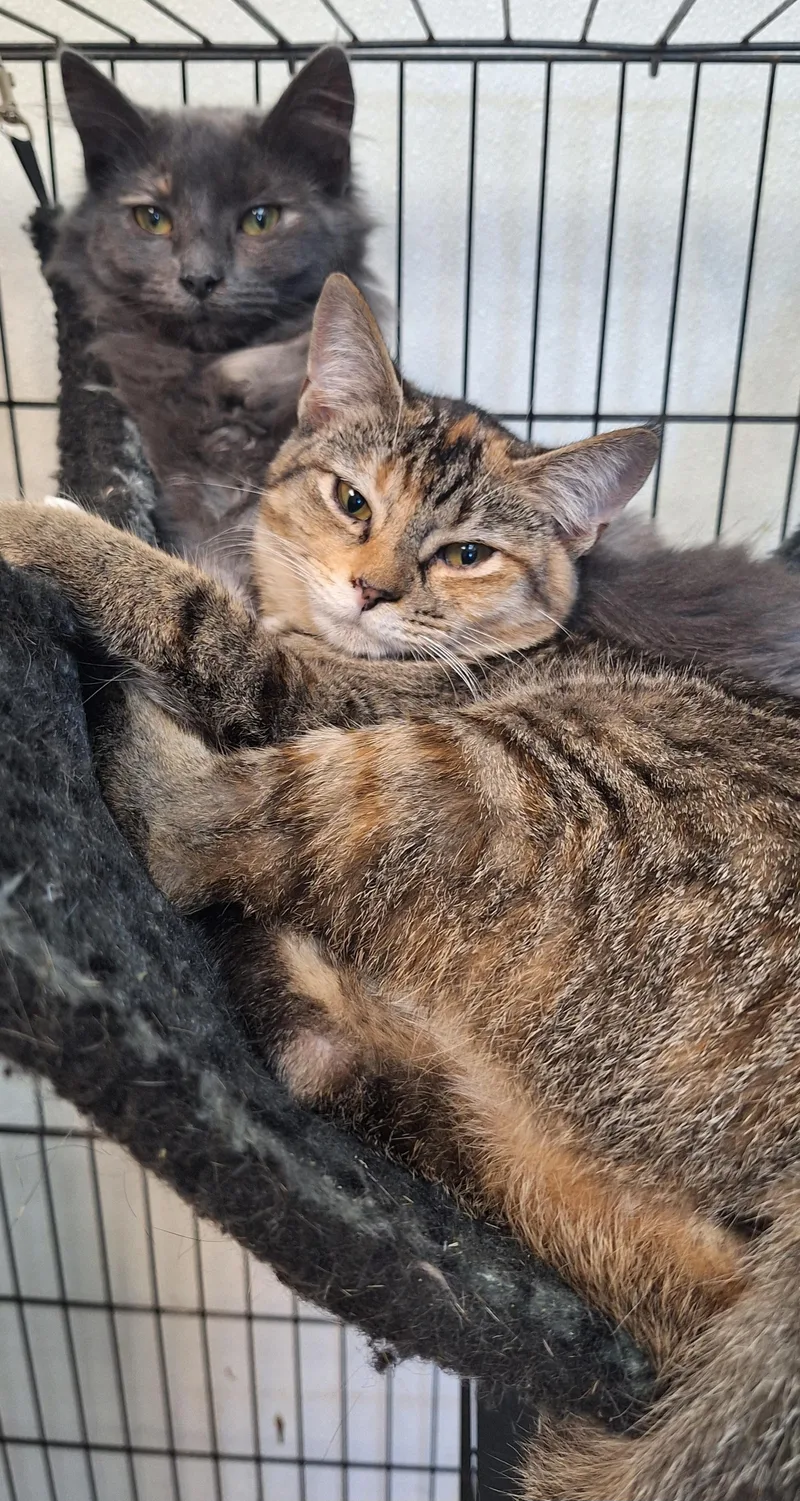 A young medium-sized female Tabby cat named Geena  a shy for adoption in Stanton, KY