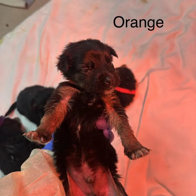 A baby medium-sized male Black German Shepherd Dog dog named Norton A Orange for adoption in Mission Hills, CA