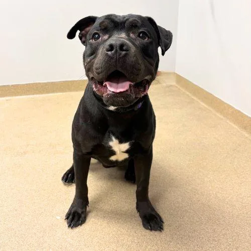 A young large-sized male American Bulldog dog named Pete for adoption in Aurora, CO