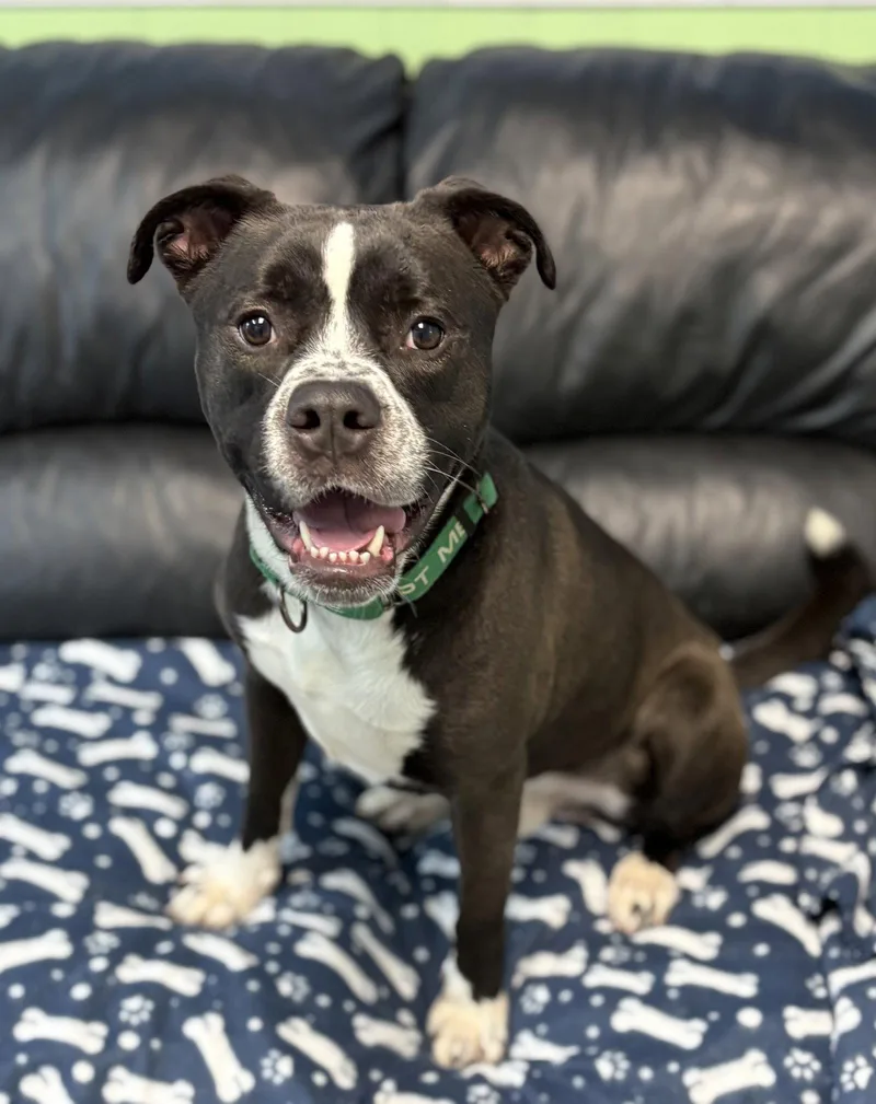 A young medium-sized male Pit Bull Terrier dog named Norman for adoption in Spring Lake, NJ