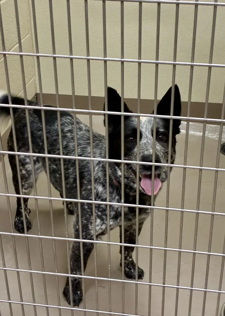 An adult medium-sized female Cattle Dog dog named Heelie for adoption in Christiansburg, VA