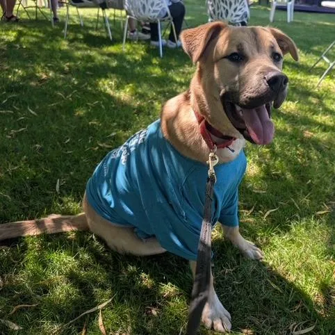 A young large-sized male Mixed Breed dog named Hank for adoption in Port Angeles, WA