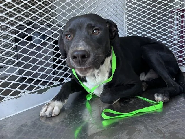 A young medium-sized male Pit Bull Terrier dog named Neo for adoption in Bakersfield, CA