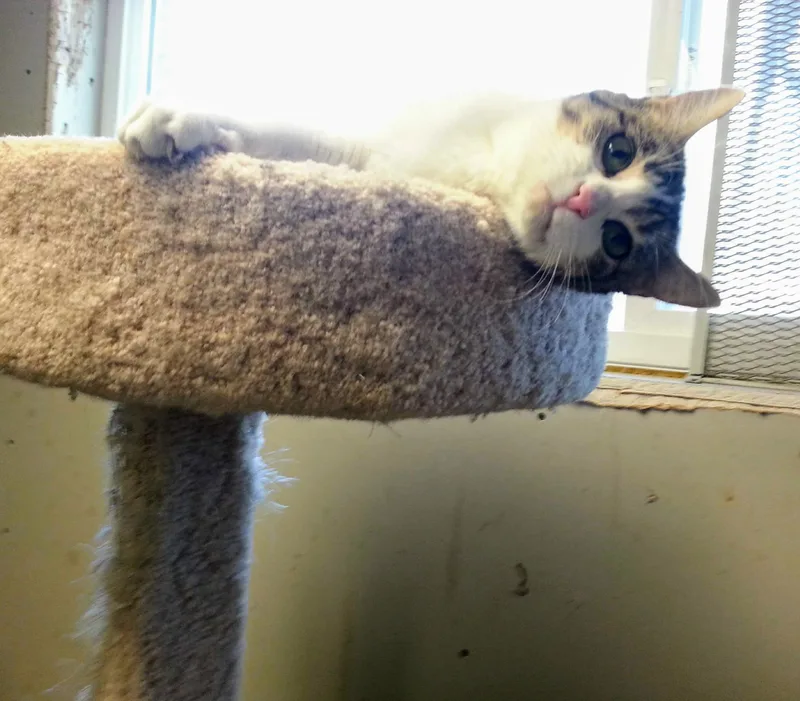 An adult medium-sized female Tabby (Brown / Chocolate) Domestic Short Hair cat named Millie for adoption in Salt Lake City, UT