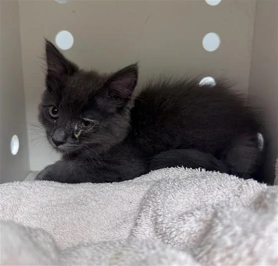 A baby small-sized female Domestic Medium Hair cat named Lulu for adoption in Ontario, CA