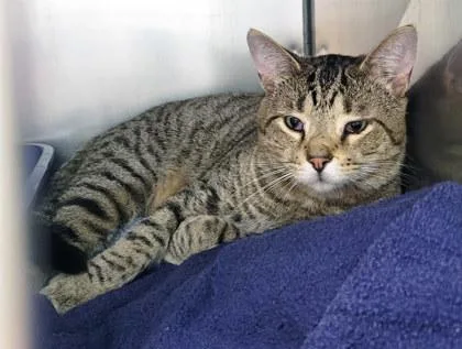 An adult medium-sized male Domestic Short Hair cat named Tootsie for adoption in Fishers, IN
