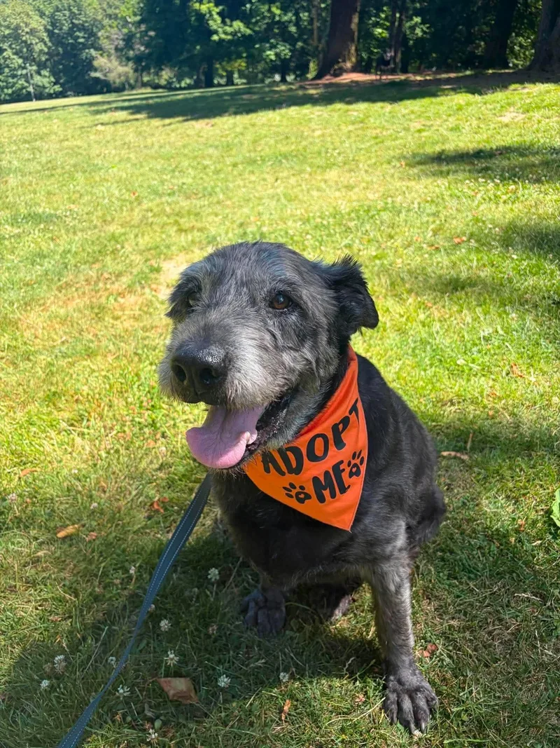 A senior large-sized male Gray / Blue / Silver Poodle dog named Winlock for adoption in Beavercreek, OR