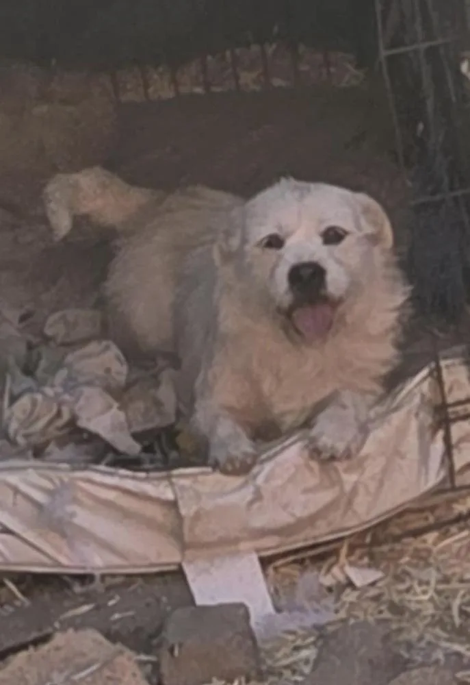 Snoopy Spring thumbnail 2