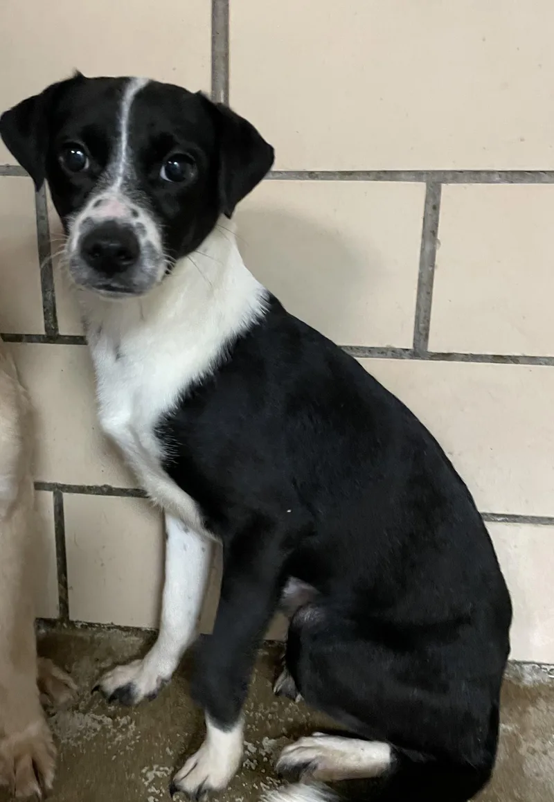 A young small-sized female Black Terrier dog named Licorice HOLD for adoption in Canton, OH