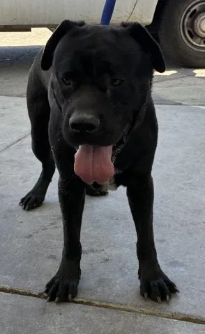 An adult medium-sized male Black Mastiff dog named Richard  URGENT for adoption in Thousand Oaks, CA