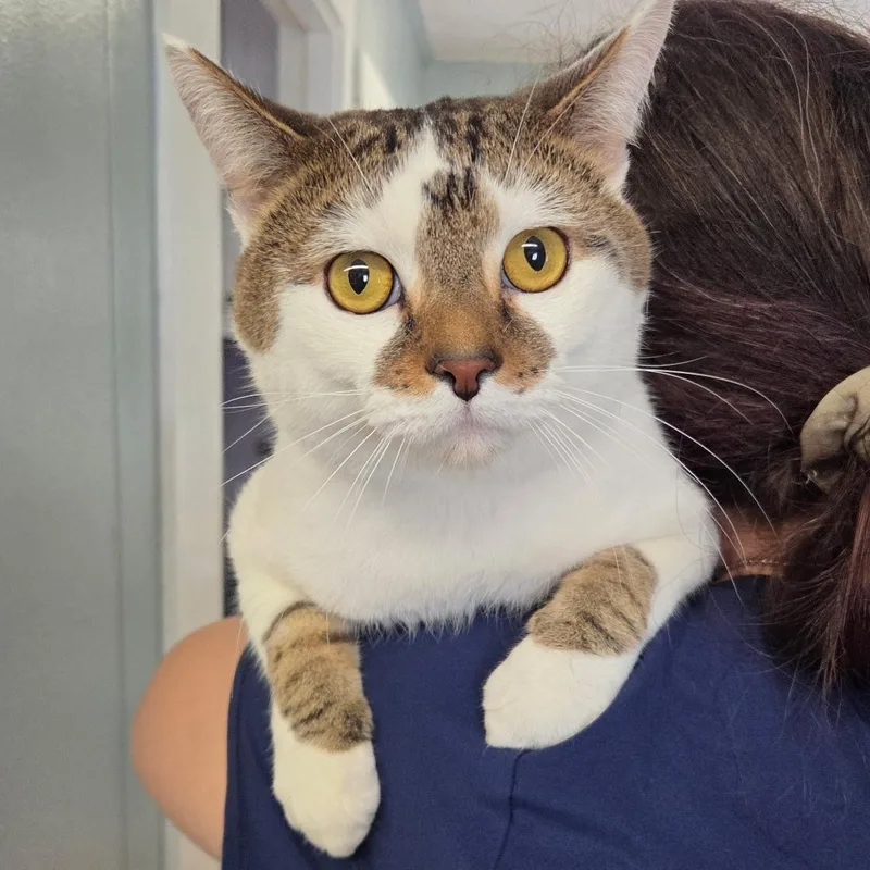 A young medium-sized male Domestic Short Hair cat named Radar for adoption in Warwick, RI
