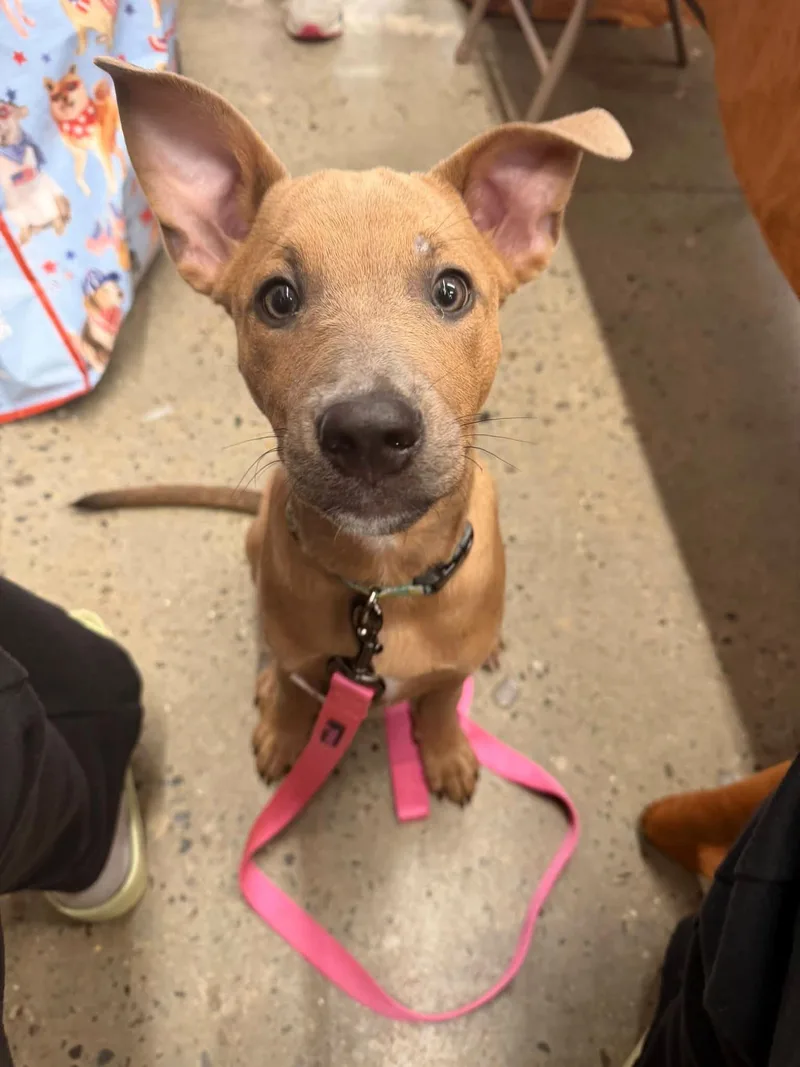 A baby medium-sized female Yellow / Tan / Blond / Fawn Pit Bull Terrier dog named Bam for adoption in Semmes, AL