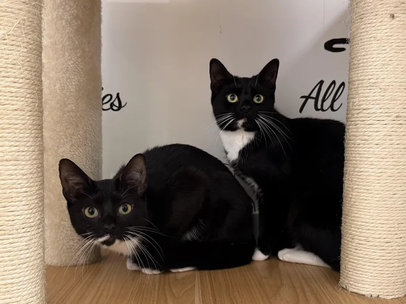 An adult medium-sized female Black & White / Tuxedo Domestic Short Hair cat named Morticia & Misty for adoption in Branford, CT