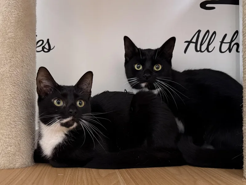Morticia & Misty thumbnail 2