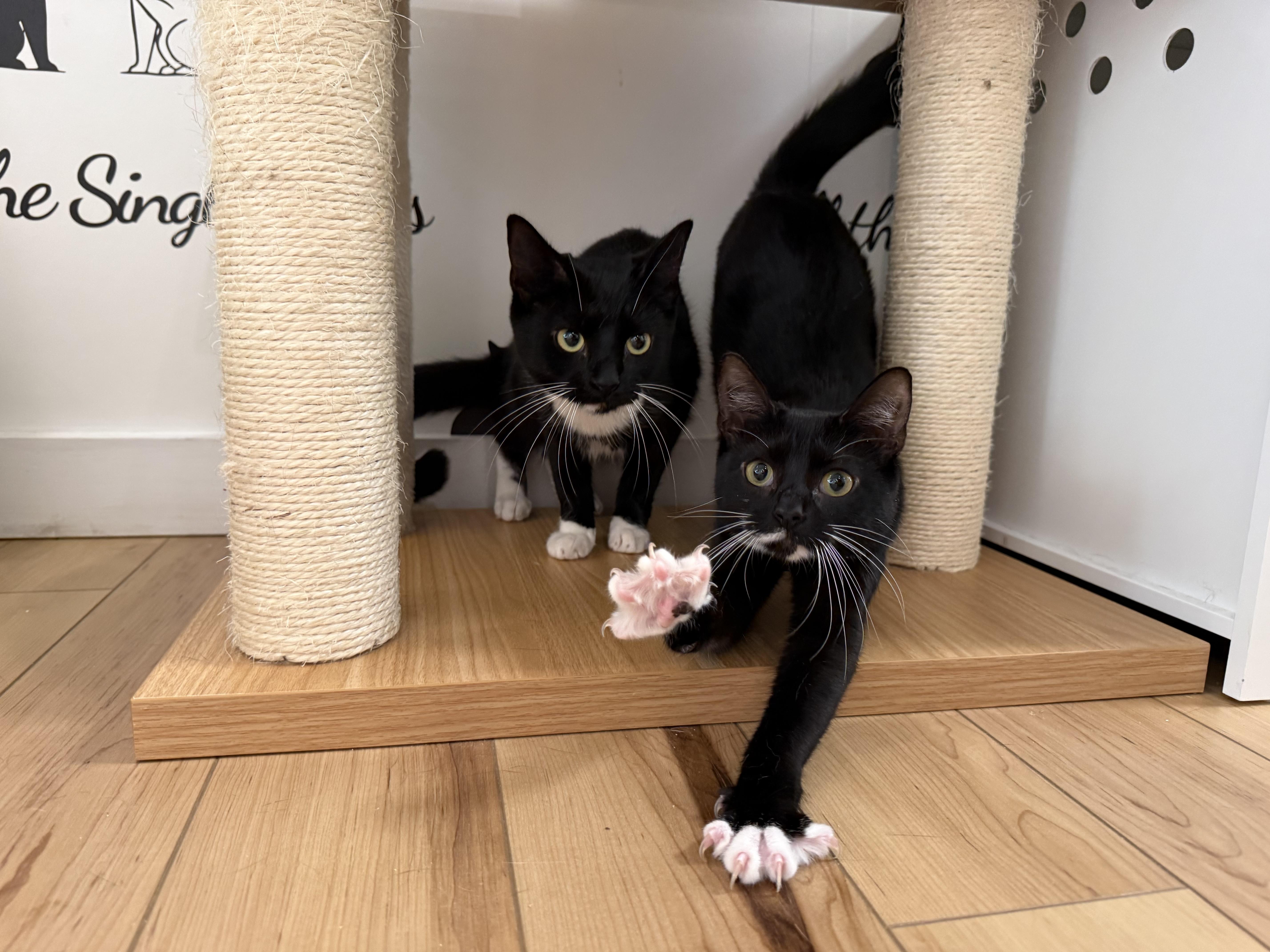 Morticia & Misty thumbnail 3