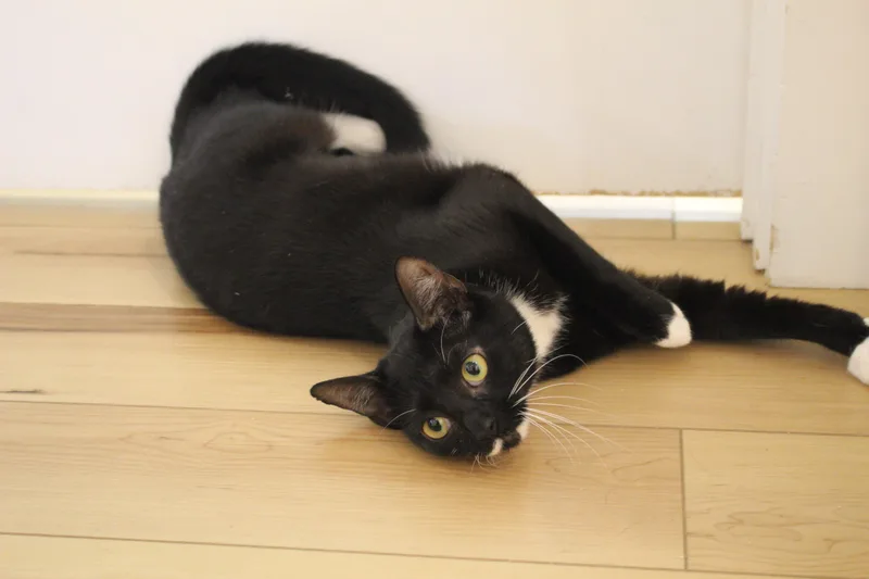 Morticia & Misty thumbnail 6