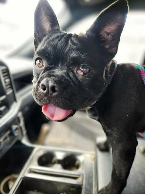 An adult small-sized male French Bulldog dog named Duke for adoption in Newport, KY